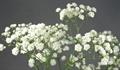 Gypsophila Paniculata